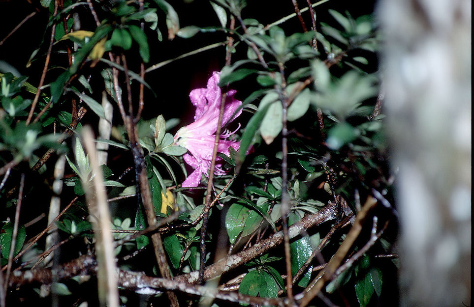 Philippinen Hong Kong Taiwan 1989-03-044.jpg