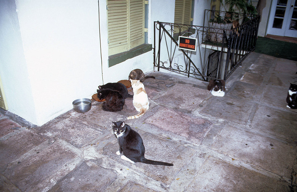 Florida 02-029_Haus von Hemingway.jpg