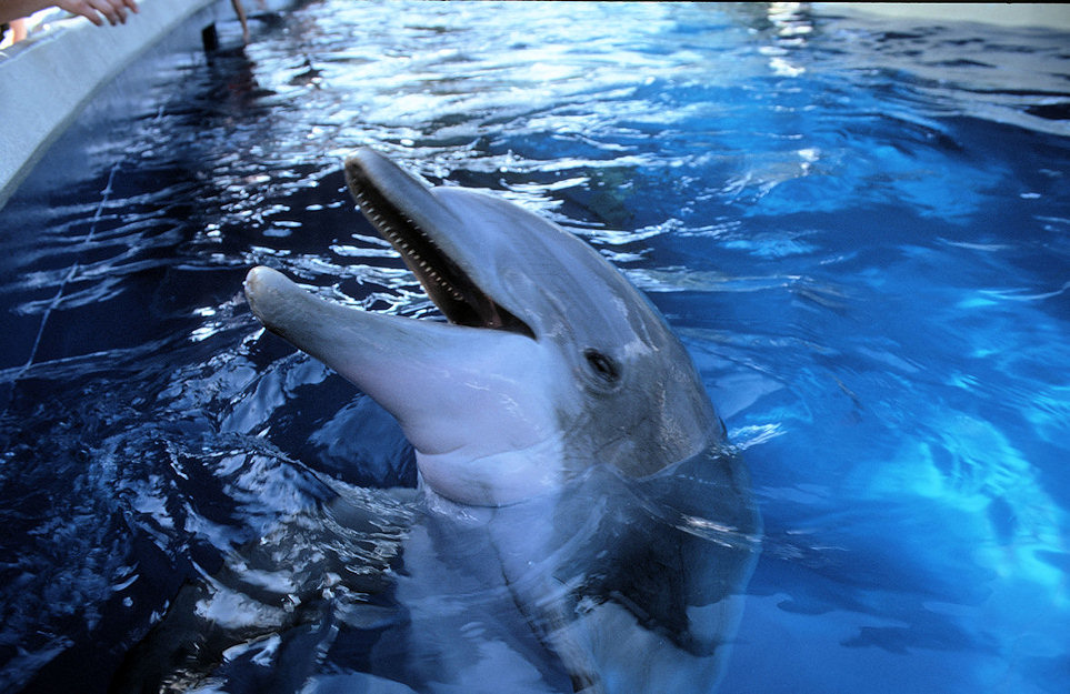 Florida 02-129_Sea World Orlando.jpg