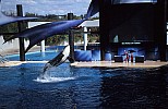 Thumbnail of Florida 02-124_Sea World Orlando.jpg